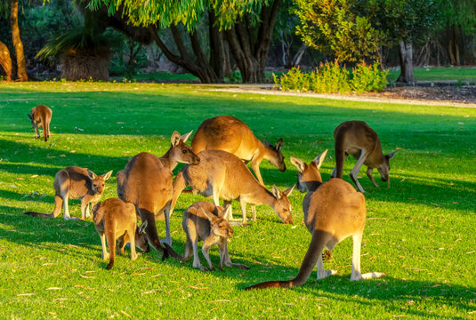 Kangaroos grazing in Yanchep National Park  Perth WA