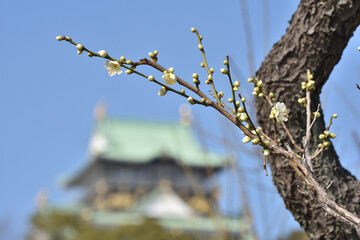大阪城の天守閣と梅