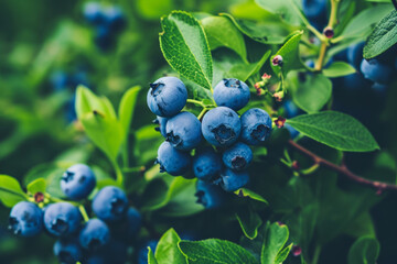 Cluster of ripe blueberries on the bush with vibrant green leaves, depicting freshness and natural growth.