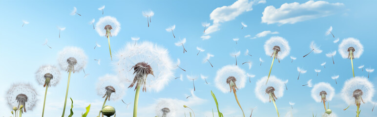 Panoramic view of a field of dandelions flying into the sky.