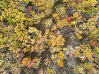 Fototapeta na wymiar aerial drone view of fall forest tree color