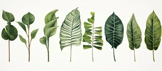 Fotobehang Exotic plants, palm leaves, monstera on an isolated white background, watercolor vector illustration © sunaiart