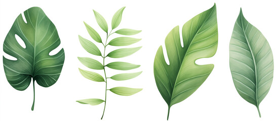 Exotic plants, palm leaves, monstera on an isolated white background, watercolor vector illustration