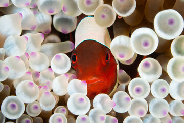 Detail of a Spinecheek anemonefish among the tentacles of its host anemone in Indonesia. This...