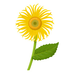 Obraz premium Vector illustration, Elecampane or Inula helenium flower, isolated on white background.