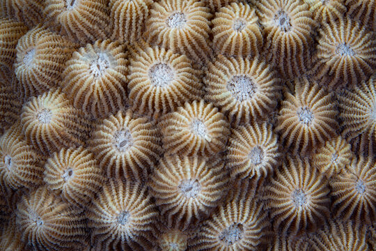 Detail of a Diploastrea coral colony growing on a beautiful reef in Raja Ampat, Indonesia. This tropical region harbors epic marine biodiversity and is known as the heart of the Coral Triangle.