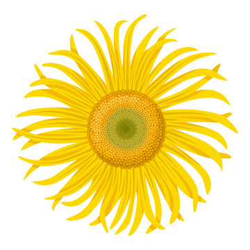Vector illustration, Elecampane or Inula helenium flower, isolated on white background.