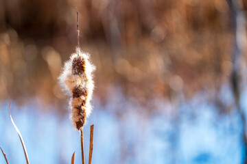 Cattail over a pond