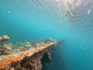 Fototapeta na wymiar Philippines reef snorkeling