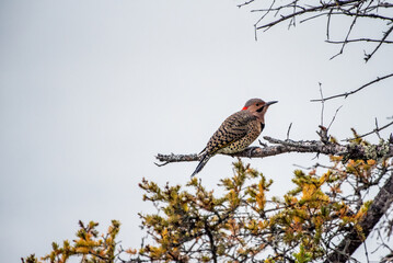 Male northern flicker on a branch in Manitoba,Canada, on September 12