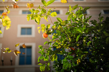 Orange tree with sun