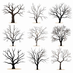 Obraz premium Winter bare trees collections 