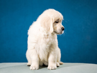 Close up portrait of adorable golden retriever puppy looking to the side, against blue background