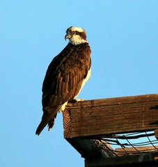 Osprey in Early Morning Light 