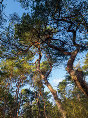 A pine forest in Germany