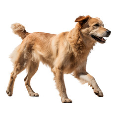 Obraz premium Full body portrait of golden retriever puppy, walking isolated on transparent background
