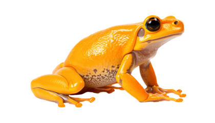 Amazon yellow frog isolated on white, transparent background