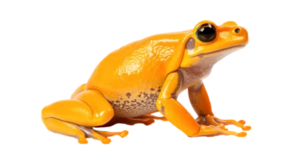 Schilderijen op glas Amazon yellow frog isolated on white, transparent background © The Stock Guy