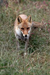 草むらに立つカメラ目線のキツネ