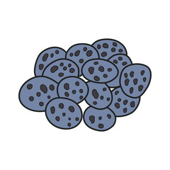 Kids drawing vector Illustration atherton oak nuts in a cartoon style Isolated on White Background