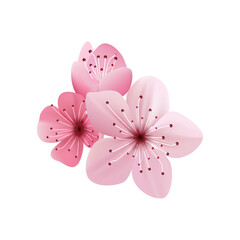 Vector cherry blossom on white background