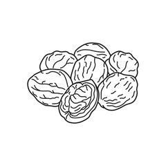 Hand drawn Kids drawing vector Illustration walnuts in a cartoon style Isolated on White Background