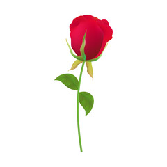 Obraz premium Vector rose flower illustration isolated on white background