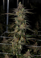 growing indoor cannabis