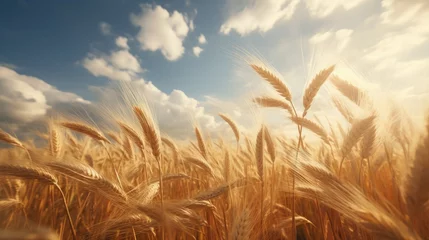 Fotobehang A peaceful wheat field waving in the breeze. © Galib