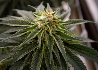 growing indoor cannabis