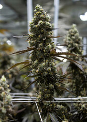 growing indoor cannabis