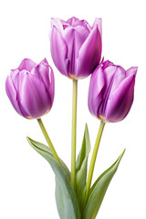 closeup macro view of A collection of Purple tulip flowers isolated on a white background PNG