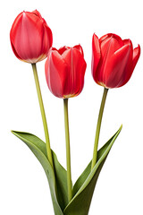 closeup macro view of A collection of red pink tulips flower isolated on a white background PNG