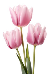 closeup macro view of A collection of pink tulip flowers isolated on a white background PNG - obrazy, fototapety, plakaty