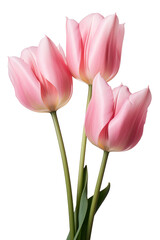 Fototapeta premium closeup macro view of A collection of pink tulip flowers isolated on a white background PNG