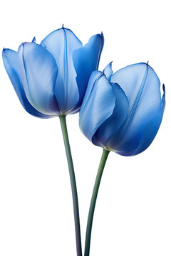 closeup macro view of A collection of blue tulip flowers isolated on a white background PNG