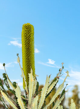 Banksia attenuata, commonly known as the candlestick banksia, slender banksia,