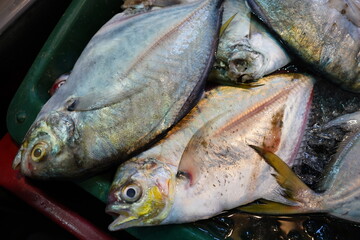 Peixeis Frutos do Mar Camarão