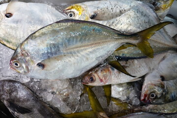 Peixeis Frutos do Mar Camarão