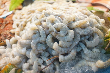 Camarão  Frutos do Mar e Peixes