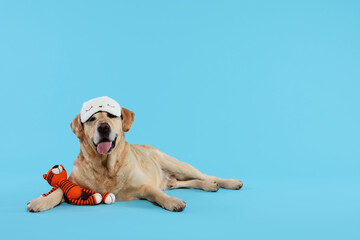 Cute Labrador Retriever with sleep mask and crocheted tiger resting on light blue background, space...