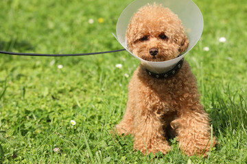 Cute Maltipoo dog with Elizabethan collar on green grass outdoors, space for text
