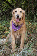 Obraz premium Cute Funny Golden Retriever Labrador Smiling Sitting in Park