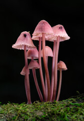 Bleeding mushroom family (Mycena haematopus)
