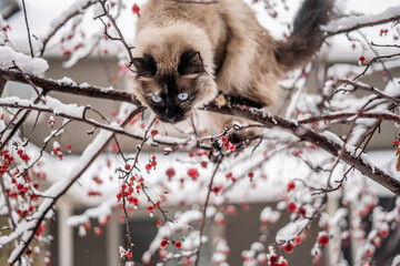 Festive Bright Blue Eyed Siamese Ragdoll Long Hair Outside in Snow Red Berry Tree Christmas Cat...