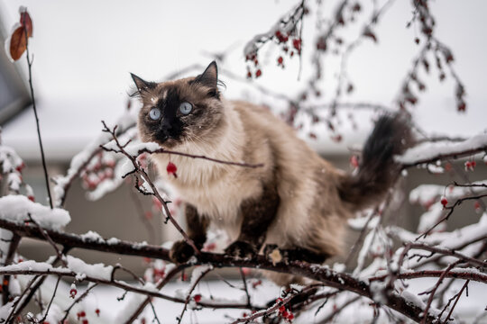 Terrified Stuck Scared Bright Blue Eyed Siamese Ragdoll Long Hair Outside in Snow Red Berry Tree Christmas Cat Kitty