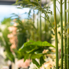 Artificial Plants and Flower Empty Space