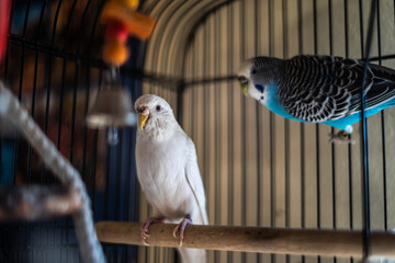 Close Up White Pet Bird Blue Brother in Background in Cage