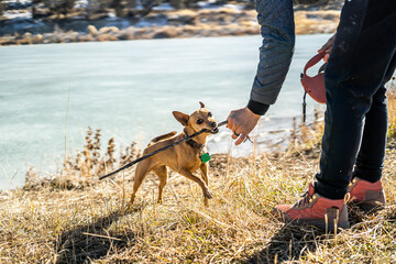 Little Brown Pet Chihuahua Outside Sunny Day Gorgeous Frozen Lake Playing Tug of War with Stick...