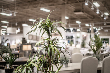 Artificial Plant on Sale in Furniture Store Background Out of Focus Empty Space